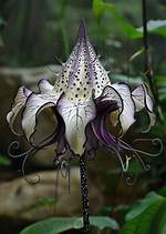 10 of the Coolest Plants on the Planet