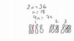 2N=36