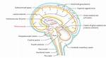 3Rd Ventricle Brain