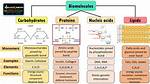 4 Biomolecules