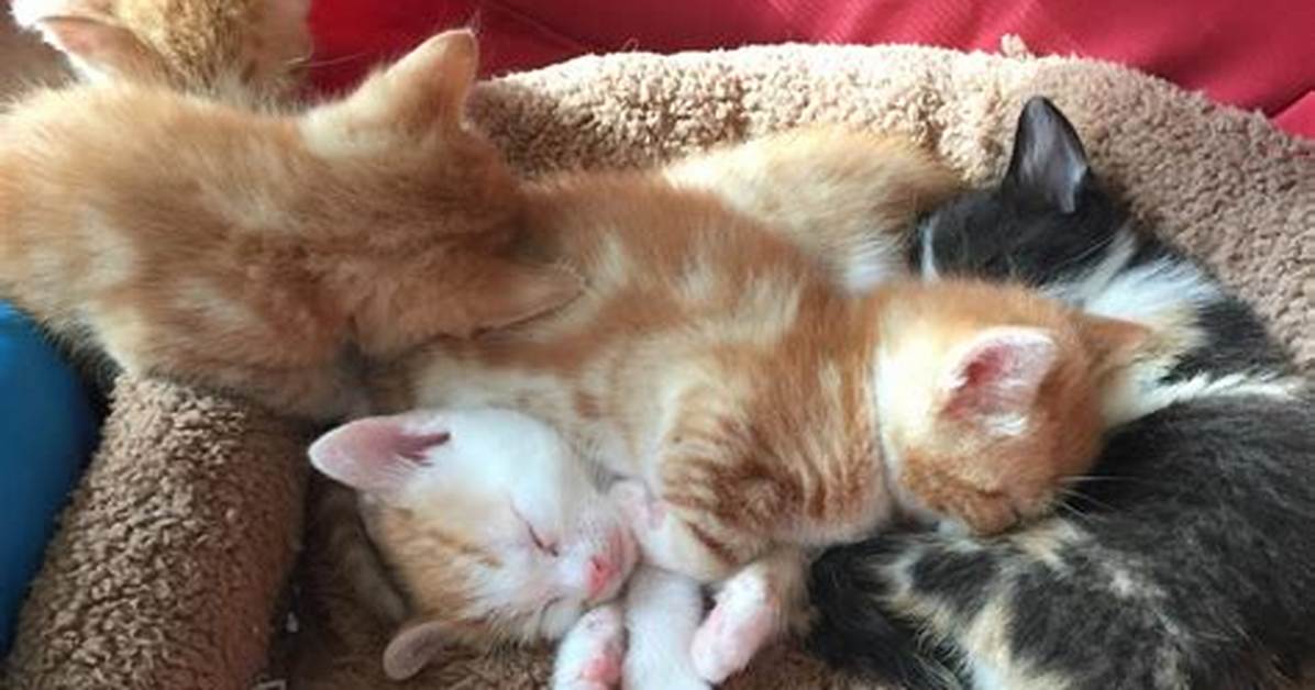 4 Week Old Kittens