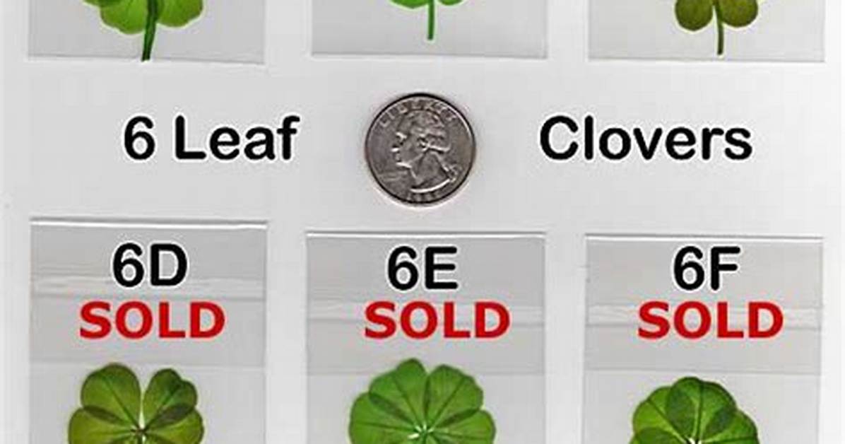 6 Leaf Clover