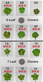 6 Leaf Clover