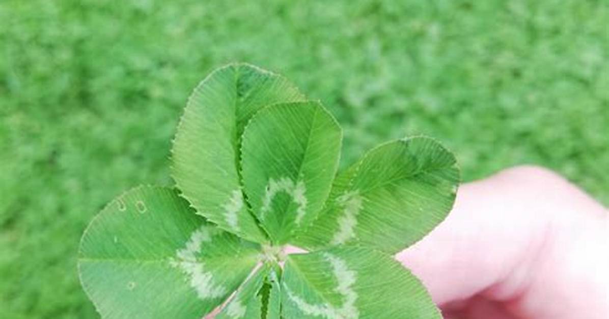 7 Leaf Clover