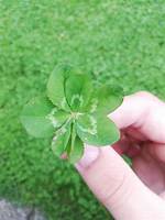 7 Leaf Clover