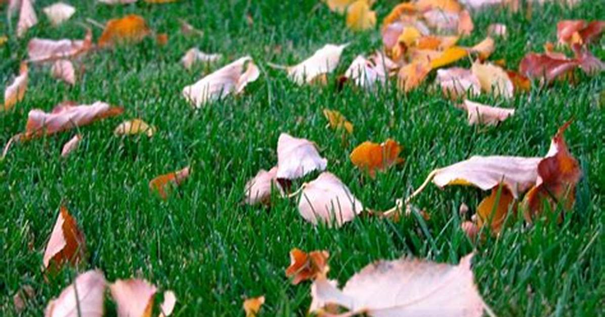 8 Fall Landscaping Myths You Need to Stop Believing