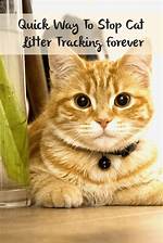 8 Ways to Stop Pets from Tracking Mud into Your House