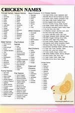 97 Best Chicken Names to Give Your Flock in 2023