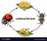 A Ladybug Life Cycle Time Lapse