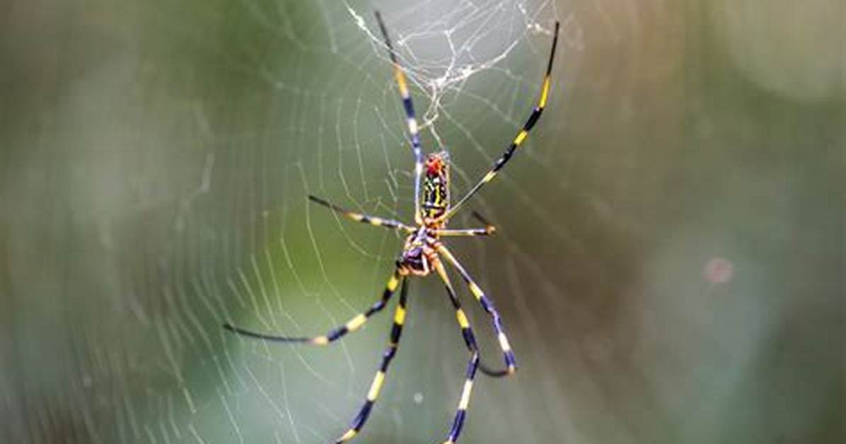 ___! a Spider!