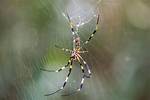 ___! a Spider!