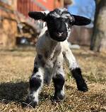 A Tiny Lamb Finds Motivation to Live with the Help of an Aussie Shepherd