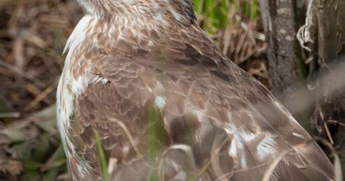 A Young Hawk