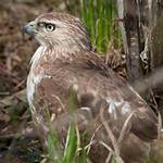 A Young Hawk