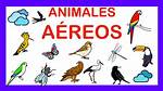 Aaerios
