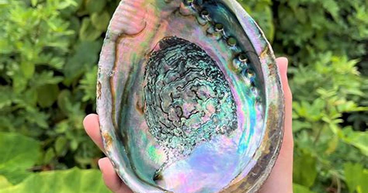 Abalone Shell Meaning