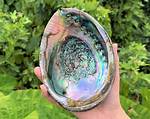 Abalone Shell Meaning