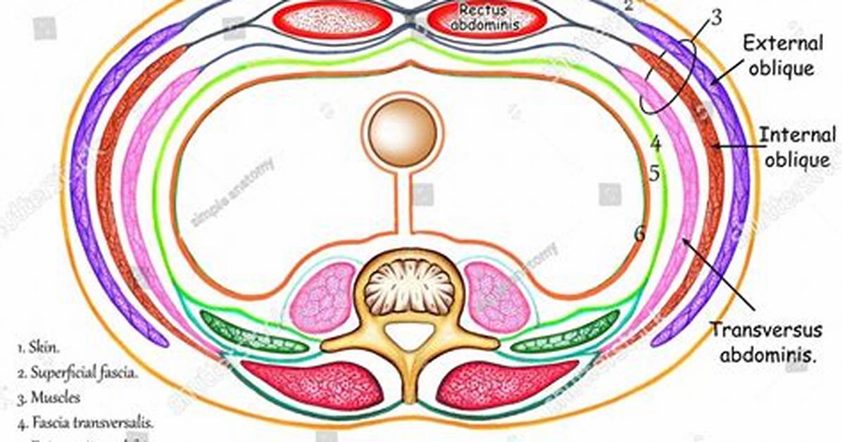 Abdominal Layers