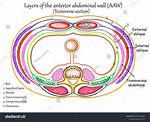 Abdominal Layers