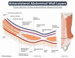 Abdominal Wall Layers