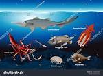 Abyssal Zone Animals