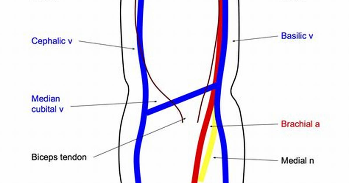 Ac Vein