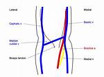 Ac Vein