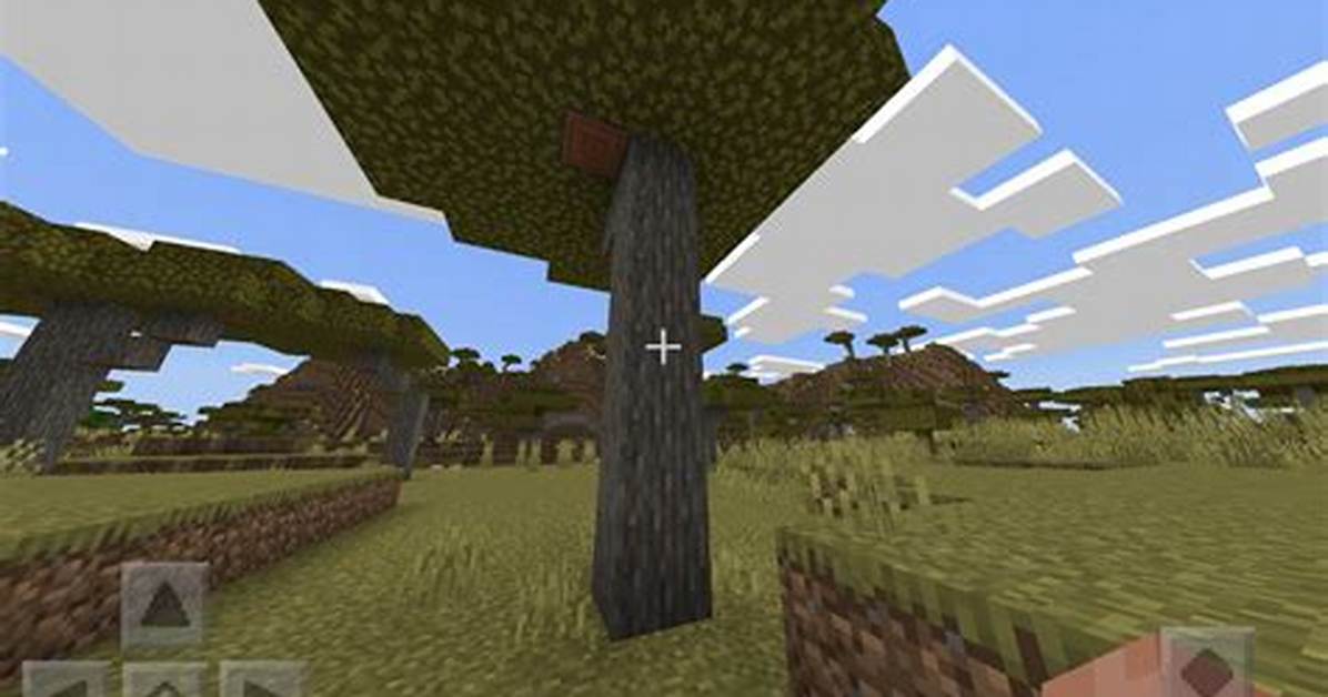 Acacia Minecraft