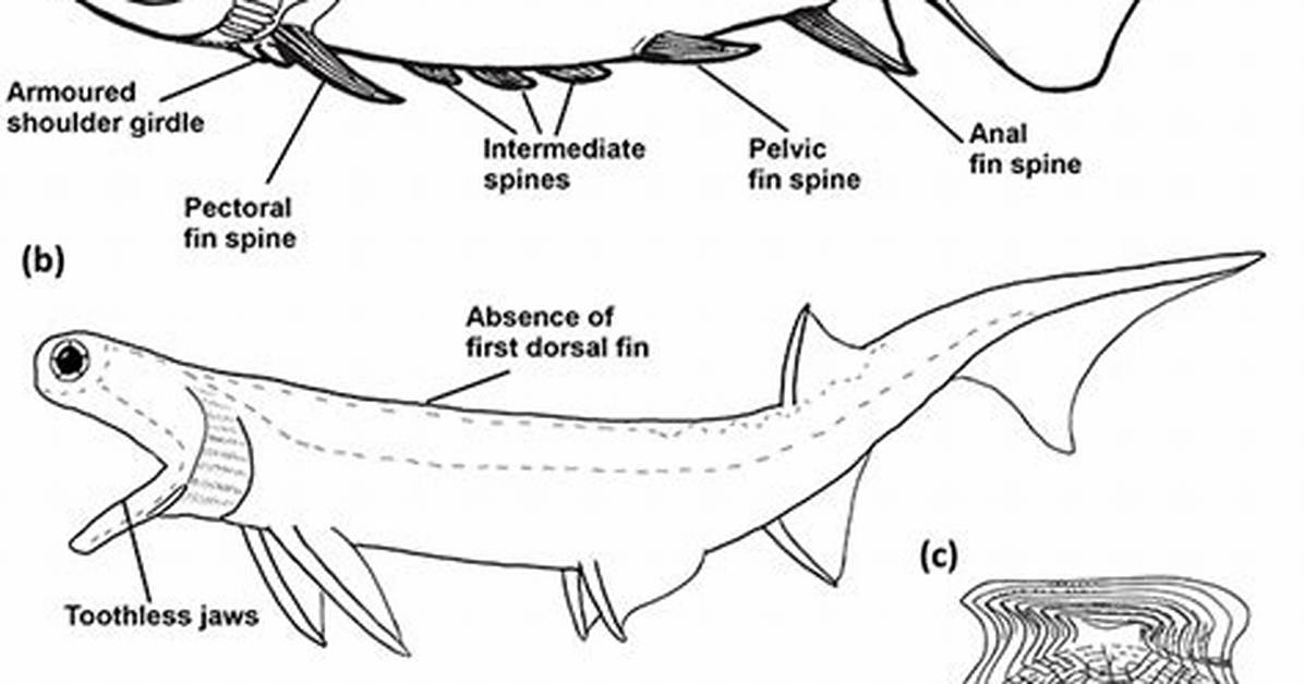 Acanthodians