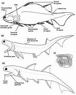 Acanthodians