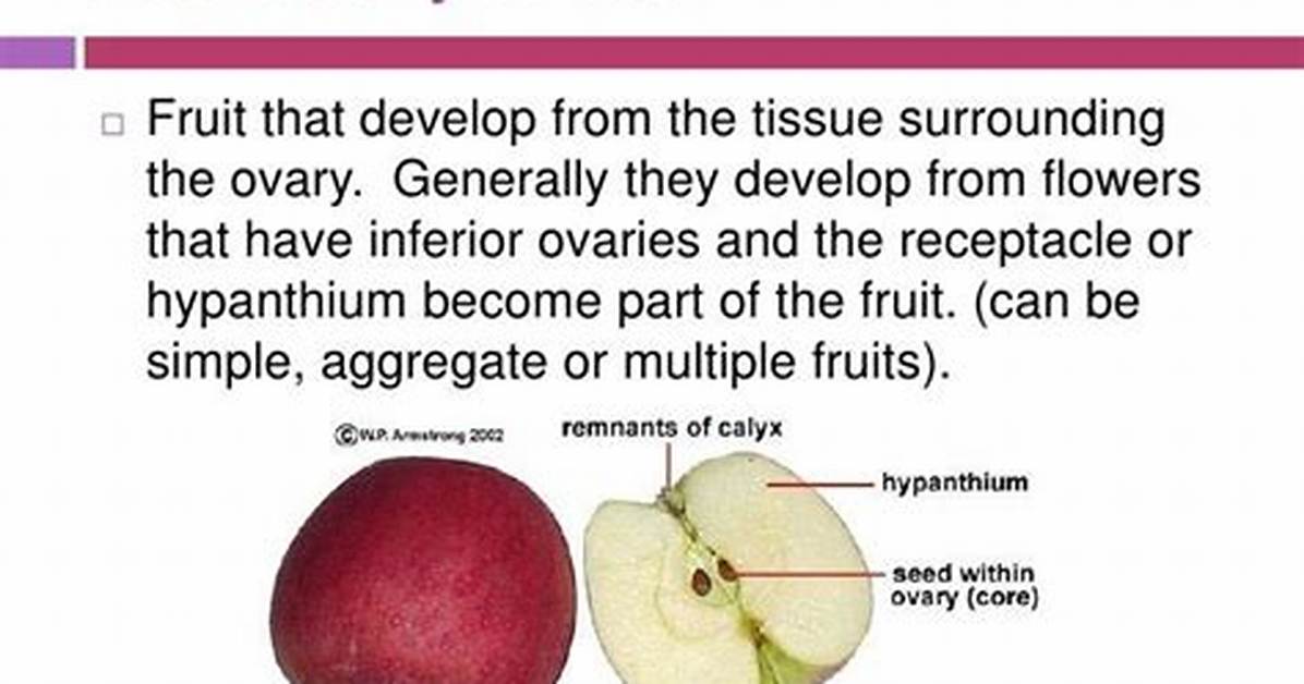 Accessory Fruit