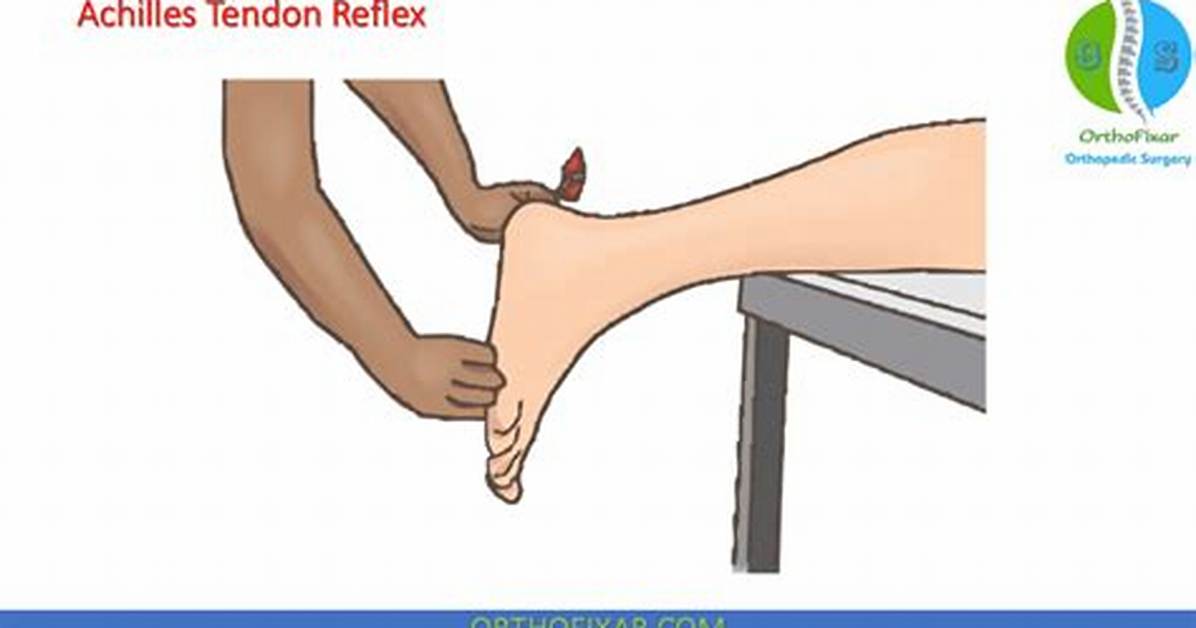 Achilles Reflex