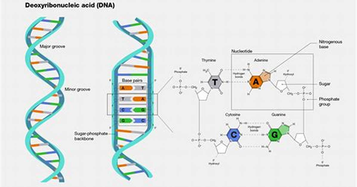 ___ Acid (Dna Component)