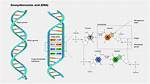 ___ Acid (Dna Component)