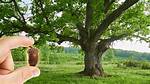 Acorn-Producing Tree