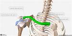 Acromial End