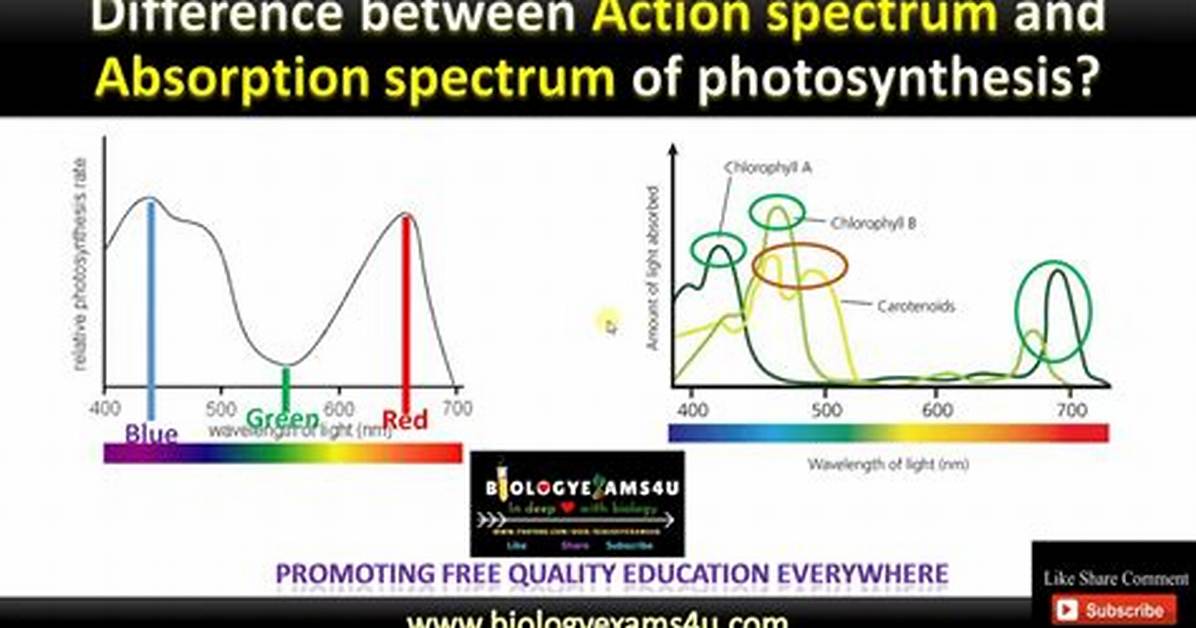 Action Spectrum