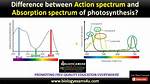 Action Spectrum