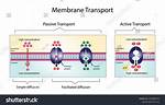 Active vs Passive Transport