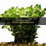 Add Oxygen To