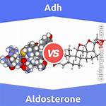 Adh and Aldosterone