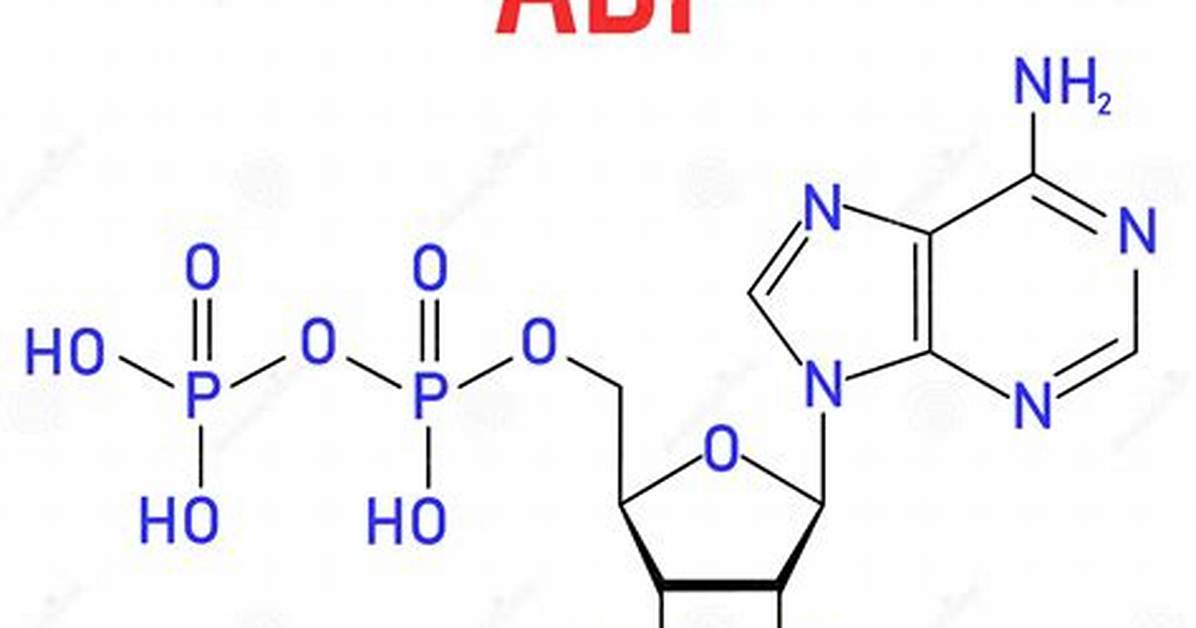 Adp Molecule