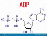 Adp Molecule