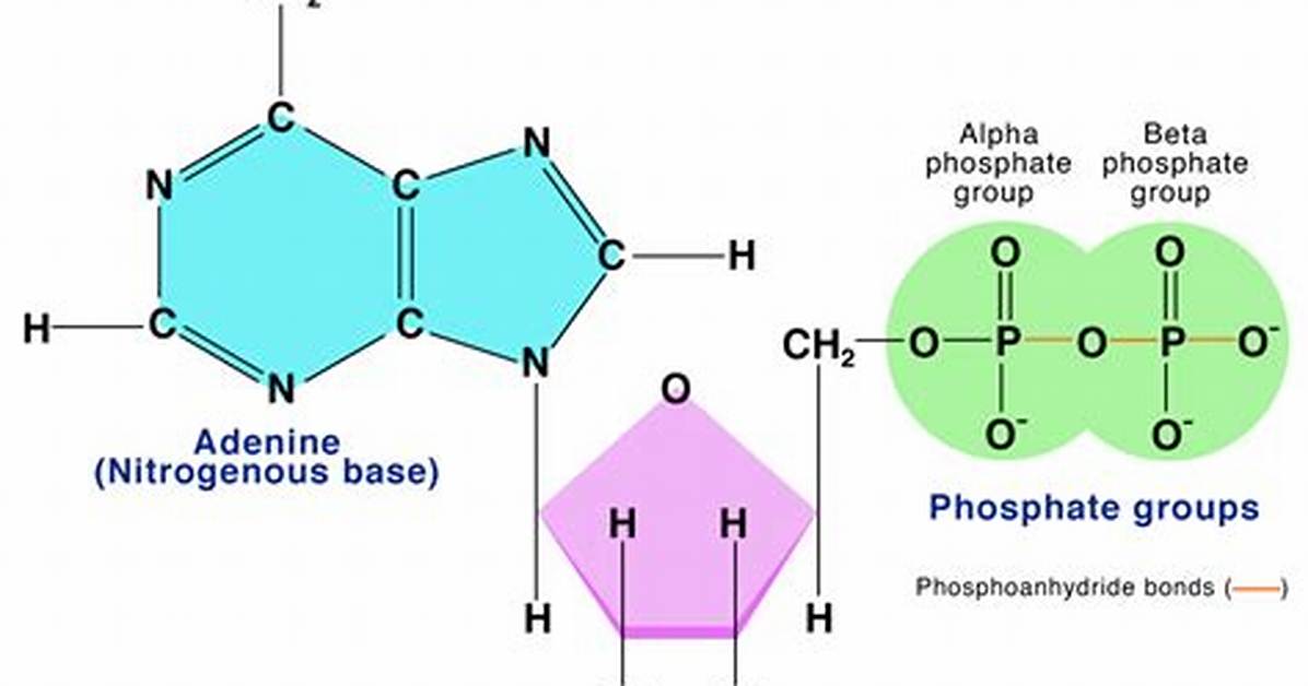 Adp Structure
