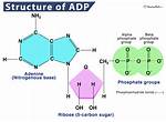 Adp Structure