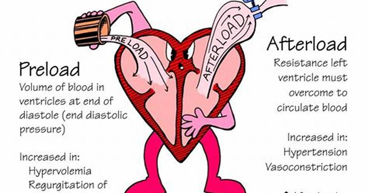 Afterload vs Preload
