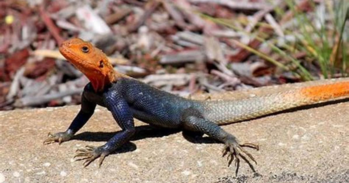 Agama Lizard