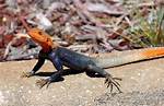 Agama Lizard