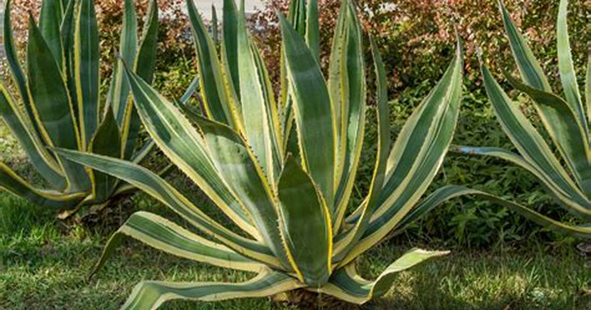 Agave Definition