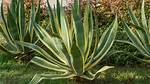 Agave Definition